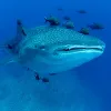 A whale shark swimming with fish