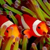Two bright orange anemonefish poke their heads between anemone tentacles.