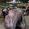 a dead whale lies beached on the shore