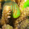 In some reefs, small fishes such as this broad-barred goby protect corals by&nbsp;eating invading seaweeds.