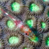 The toothy goby or common ghost goby (Pleurosicya mossambica) has a commensal relationship with soft corals and sponges in the Indo-Pacific ocean.