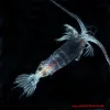 This copepod (Gaussia princeps) was collected deeper than 1000 meters in the Sargasso Sea by Census of Marine Zooplankton (CMarZ) researchers in April 2006.