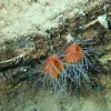 Two red flame scallops with white tentacles attached to a sandy substrate. 