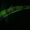 The fluorescent shortnose greeneye fish. 