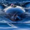 a whale at the surface with an orange suction tag