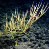 Scientists discovered this 1.5-m (5-ft) tall yellow bamboo coral in 2007 off the coast of Hawaii in 1,459 m (4,787 ft) of water. 