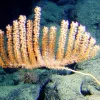 Found 1,751 m (5,745 ft) below the surface of Hawaii’s waters in 2007, this orange bamboo coral is 1.2–1.5 m (4–5 ft) tall.