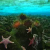 The sea star Odontaster validus and sea urchin Sterechinus neumayeri are often found living in association with one another along the Antarctic coastline, here during the Census of Marine Life.