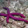 This bright purple sea star is a new species found by the Census of Coral Reef Ecosystems, a project of the Census of Marine Life.