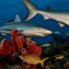 Caribbean reef sharks swim over a coral reef in the Bahamas.
