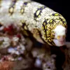 The white, black and yellow patterns of this eel look like snowflakes.