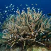 The staghorn coral is listed as Threatened under the U.S. Endangered Species Act. It is one of 22 coral species listed.