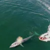 an aerial view of an orange zodiac boat moving alongside a blue whale