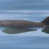 A vaquita swims at the the water's surface.
