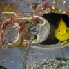 A tiny yellow goby living inside an abandoned can on the seafloor; Suruga Bay, Japan