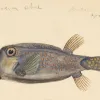a purple pufferfish illustration