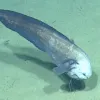 a deep-sea eel at the bottom of the ocean