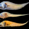 three fish specimens side by side