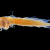 a preserved larval fish