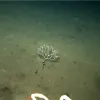 a deep sea sponge in the deep sea