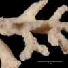 a coral skeleton