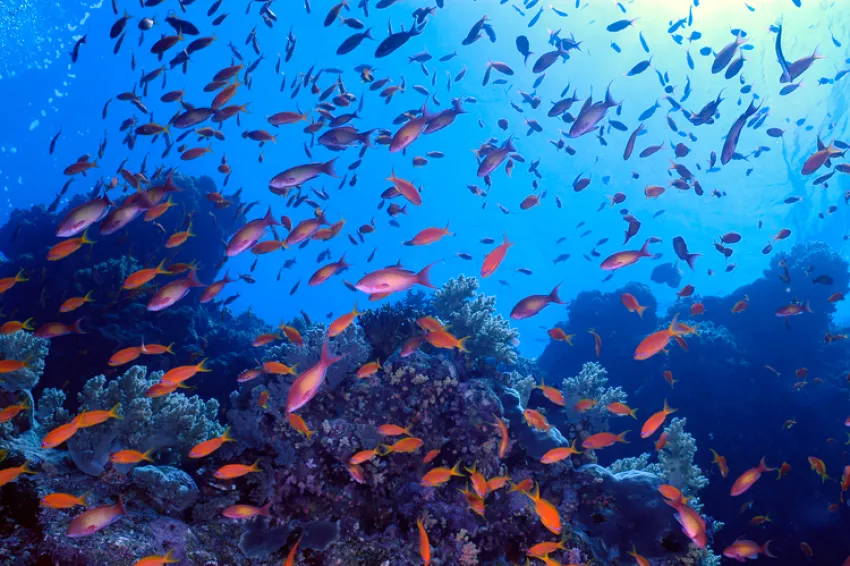 Sea bass flock to a tropical coral reef in the Red Sea.