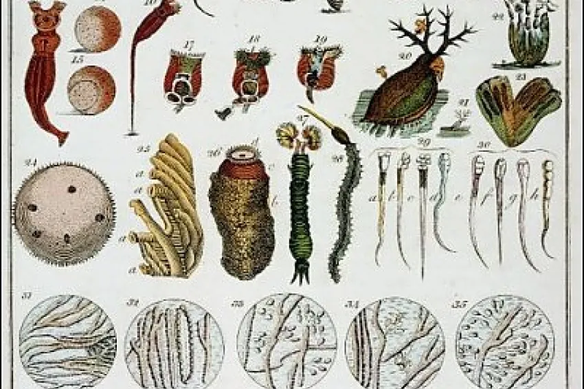 An assortment of microbe illustrations seen by Leeuwenhoek under the microscope. 