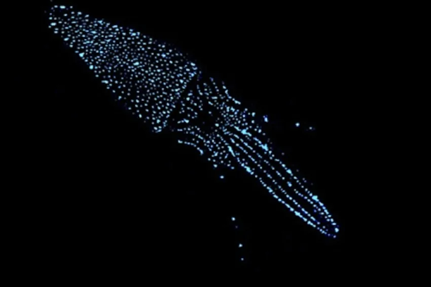 A photo of a squid using bioluminescence to hide in the deep sea.