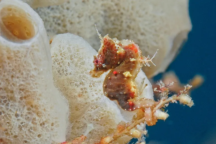 A Pontoh pygmy seahorse A Pontoh pygmy seahorse