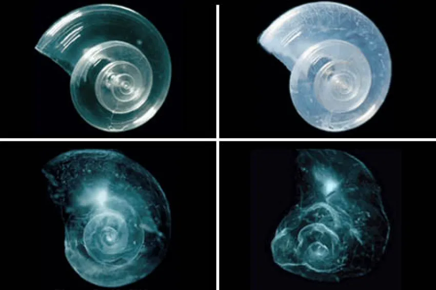 A shell placed in seawater with increased acidity slowly dissolves over 45 days.