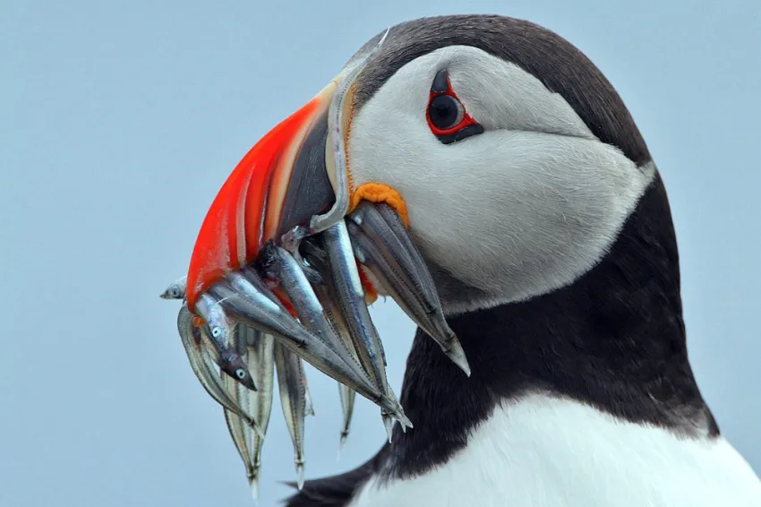 A puffin with a mouthful of fish. 