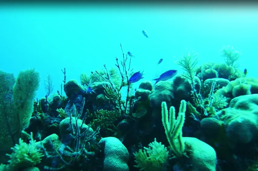 MarineGEO takes a closer look at how human-built marine structures, such as docks and pilings, are affecting ecosystem heath. This phenomenon, called marine urbanization, is poorly understood and becoming increasingly common along the world’s coastlines,