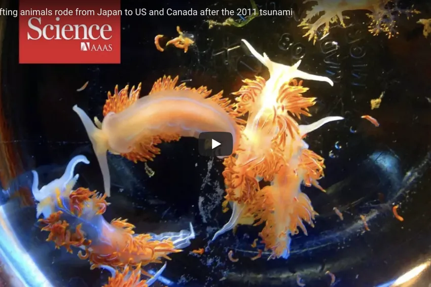 After the Japanese tsunami in 2011&nbsp;over 280 Japanese species floated to the West Coast of the United States on marine debris.&nbsp;

