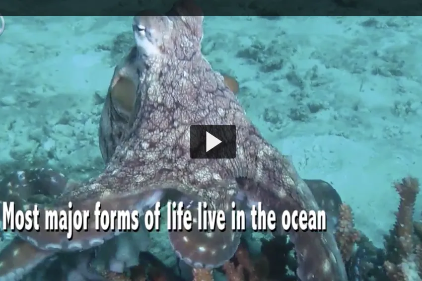 Thumbnail for the video of an octopus.
