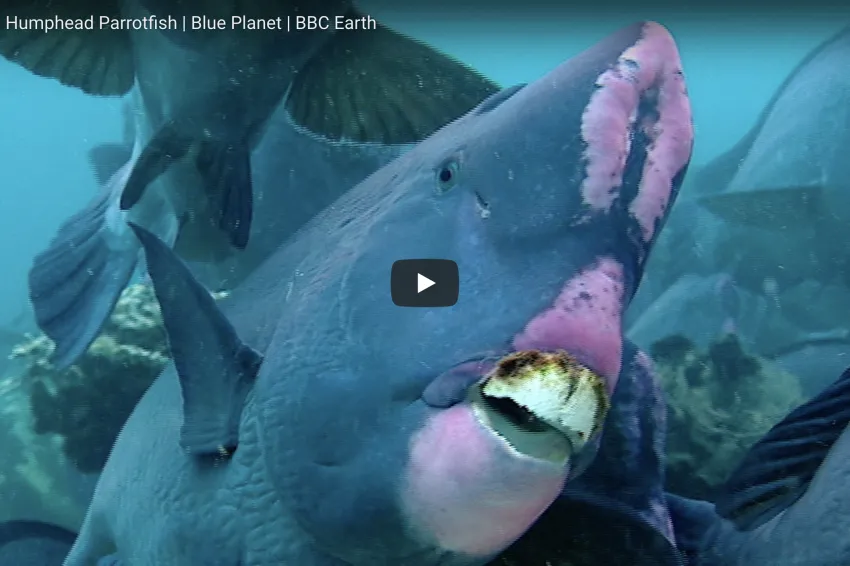 Thumbnail of a parrotfish with huge front teeth.