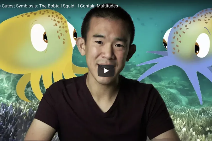 Thumbnail of expert on Bobtail Squids.