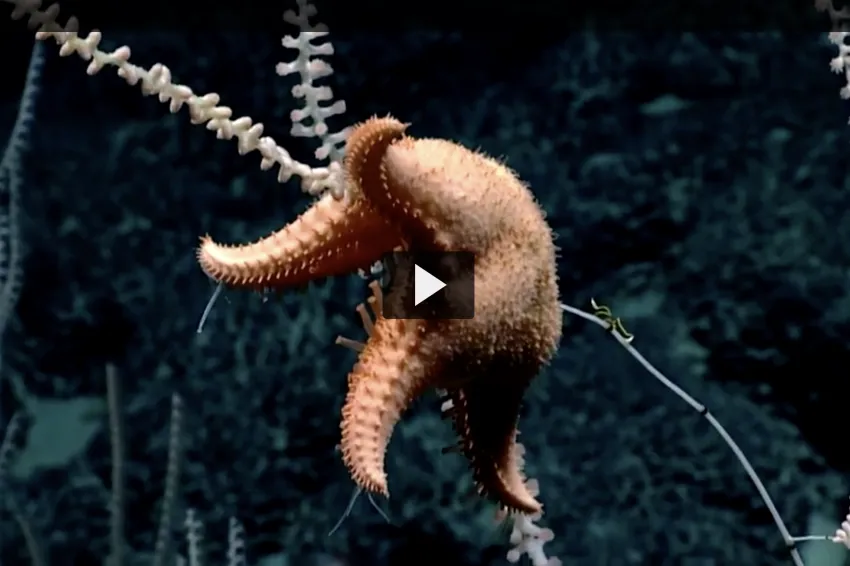 Mah says of the spiny goniasterid sea stars, "They're very efficient and we've seen them devour the polyps inside primnoids&nbsp;kind of the way I just had my cookie."&nbsp;