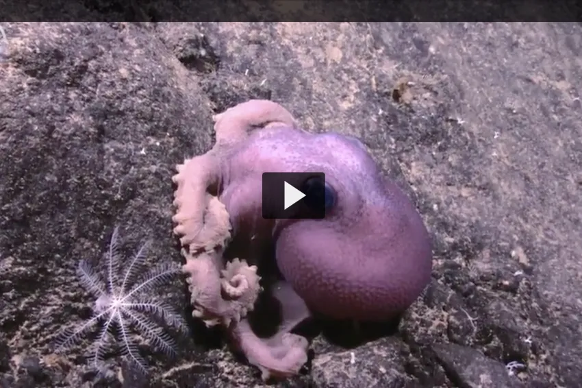 Down below where the sunlight cannot penetrate, the ocean is a dark, cold and alien landscape. Can life really exist in such an extreme environment? NOAA Ocean Today Every Full Moon takes a look at the bizarre and remarkable creatures that persist in the d