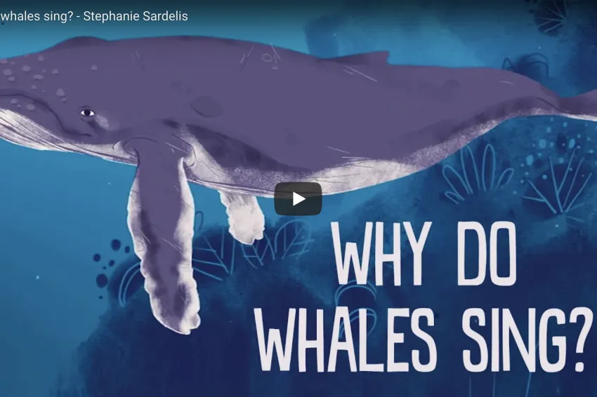 Thumbnail of a cartoonish whale swimming.