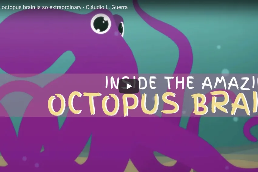 Thumbnail of a cartoonish octopus.