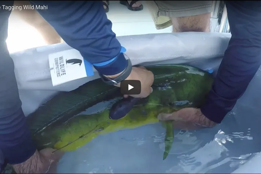 Scientist tagging wild Mahi Mahi.