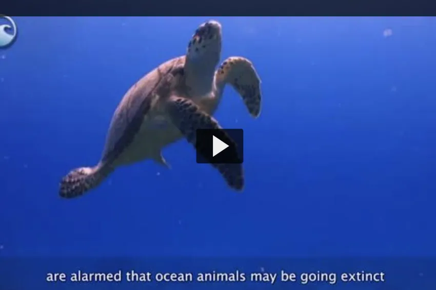 Thumbnail of turtle swimming to the surface.