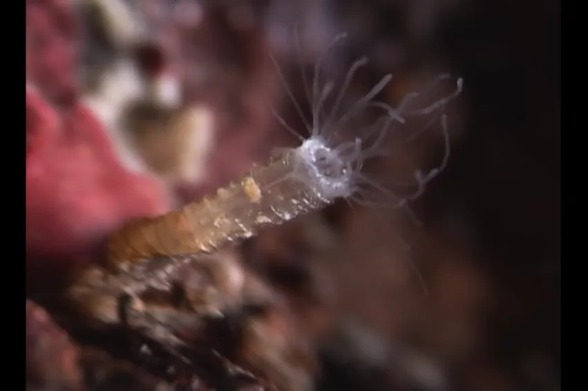 A screenshot from the video "A Jellyfish is Born" showing a jellyfish polyp. 