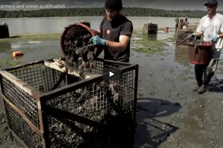 A screenshot from the video with oyster farmers in water. 