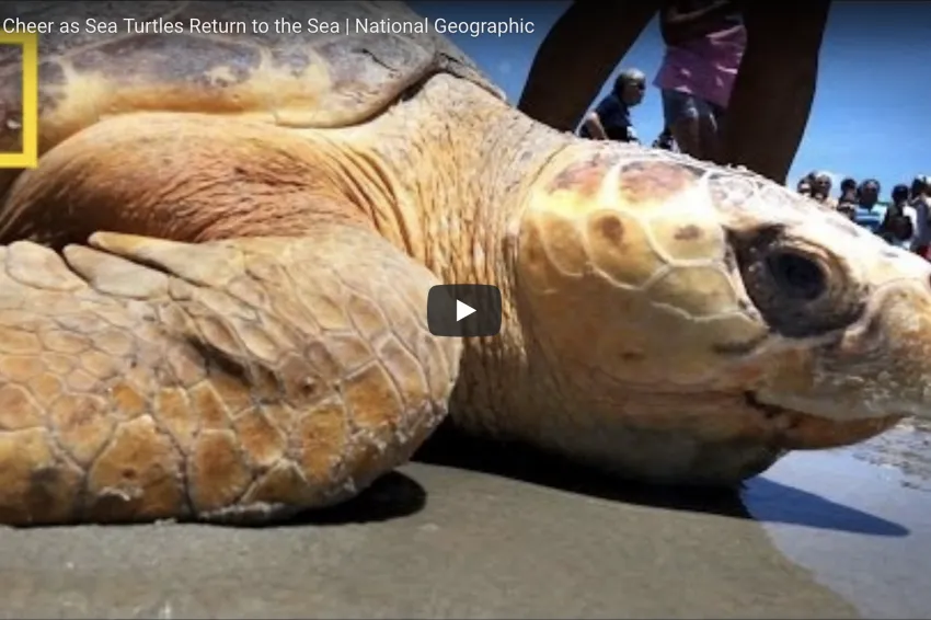A screenshot from video showing a sea turtle on the sand. 