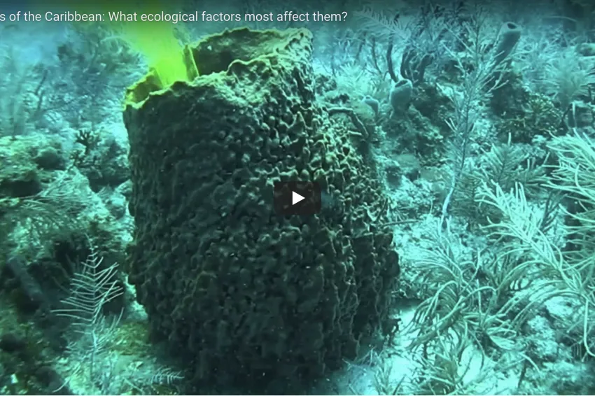 A screenshot from the video showing a giant barrel sponge. 