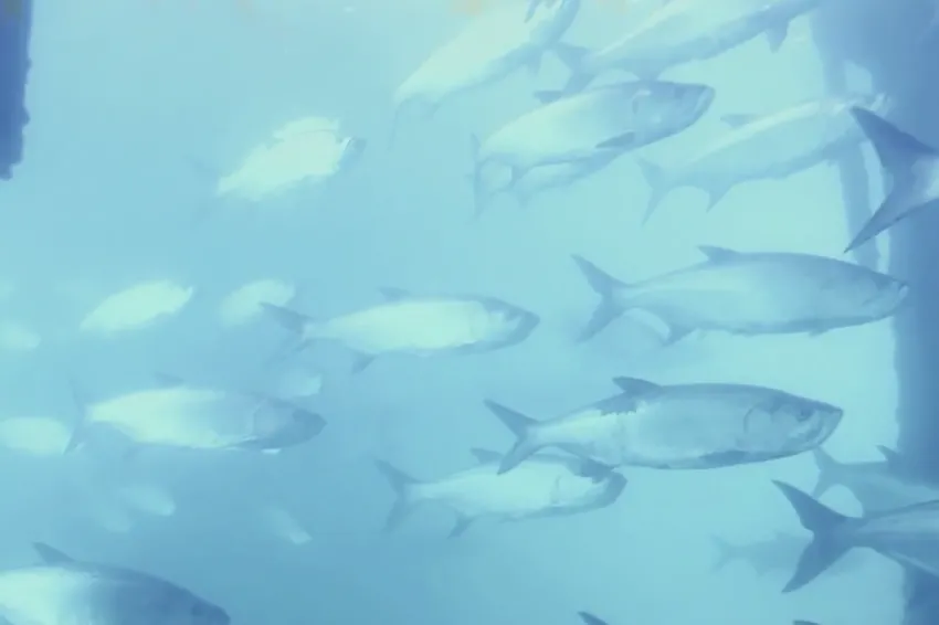 A screenshot from the video showing a school of swimming fish.