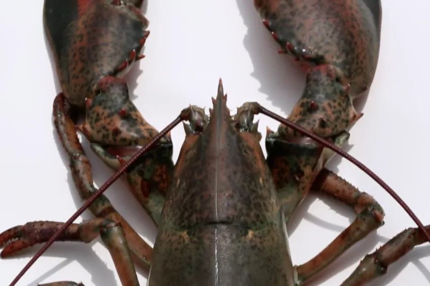 A screenshot from video of a lobster. 