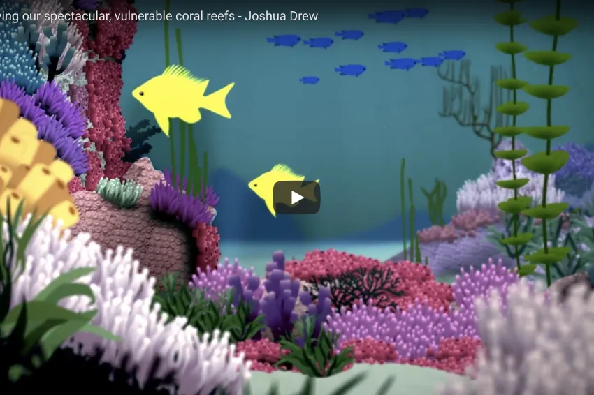Screenshot from video "Connecting Coral Reefs" showing illustrations of an underwater coral community. 