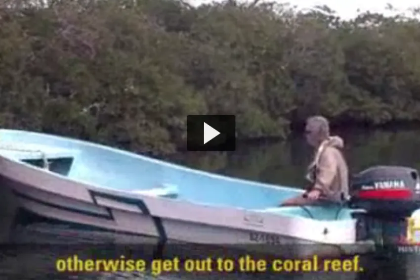 Screenshot of "Investigating Nutrient Pollution's Impact on Mangroves" showing a boat heading into the mangroves. 